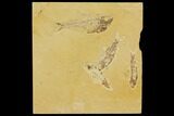 Four Fossil Fish (Knightia And Diplomystus) - Wyoming #119495-1